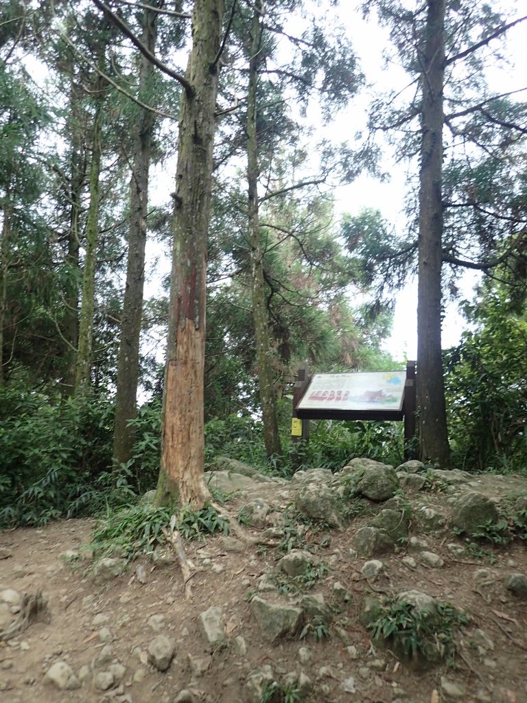 P9108428.JPG - 新竹  五指山登山步道