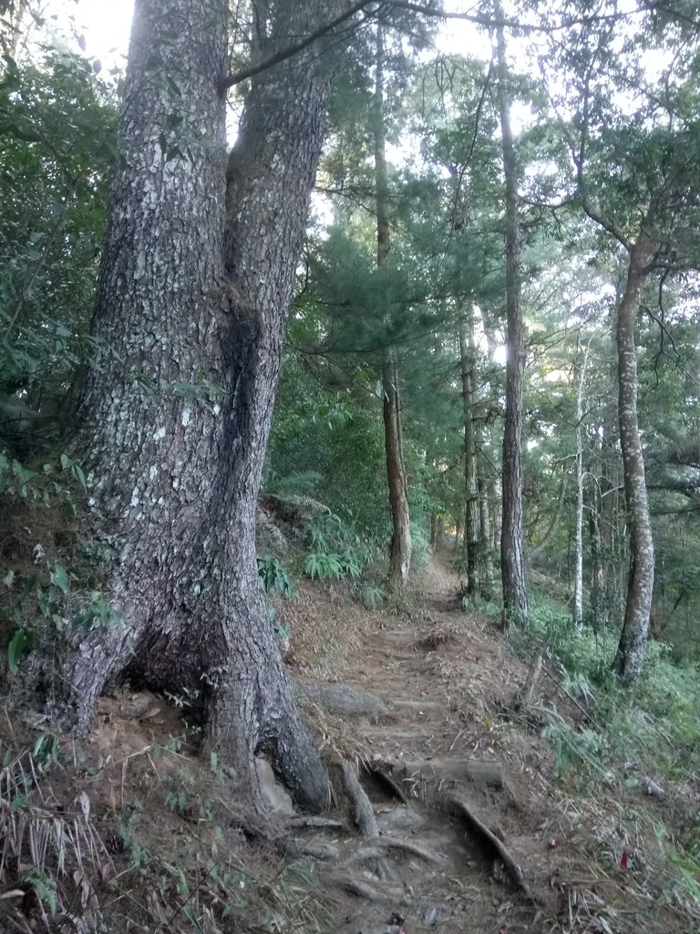 DSC_1660.JPG - 仁愛  惠蓀林場  湯公碑步道