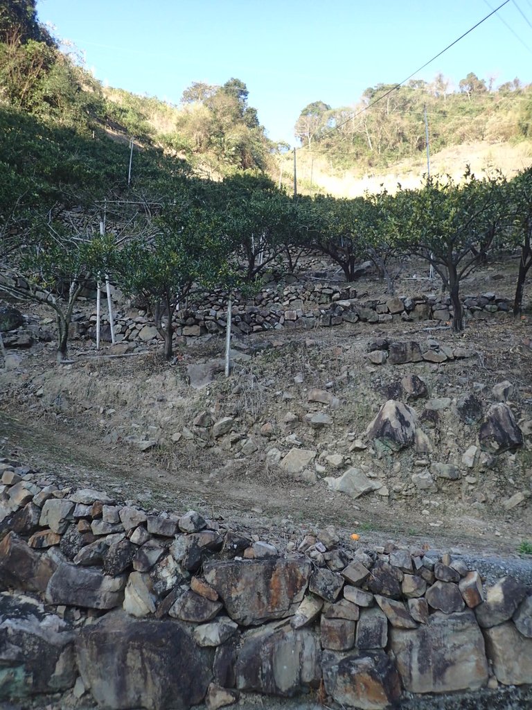 P2216667.JPG - 谷關  阿冷山步道