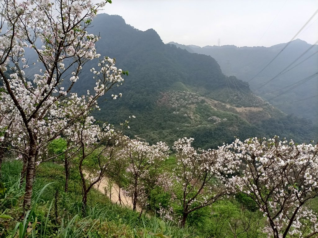 IMG20210226135223.jpg - 三峽  熊空  大熊櫻花林