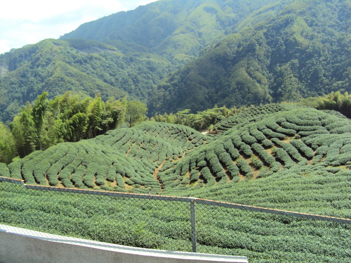 DSC08006.JPG - 竹山  軟鞍  八卦茶園