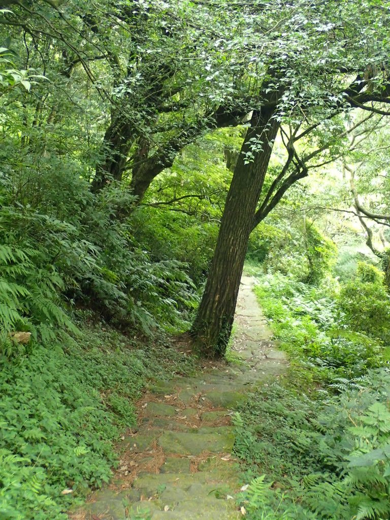 P9238236.JPG - 北投  面天山  向天湖步道