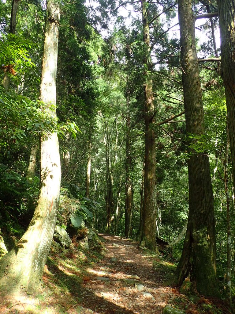 PB257587.JPG - 復興  東滿步道