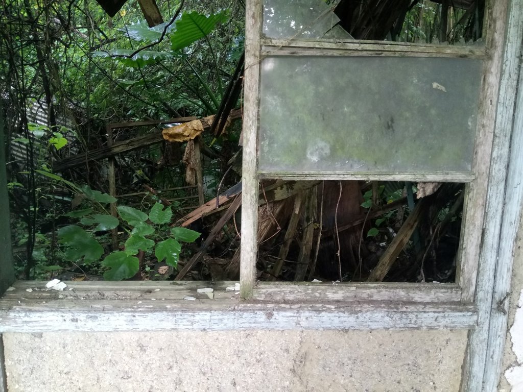 DSC_9615.JPG - 公館  出礦坑登山步道