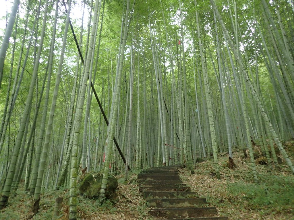 PA231671.JPG - 石壁山  嘉南雲峰步道