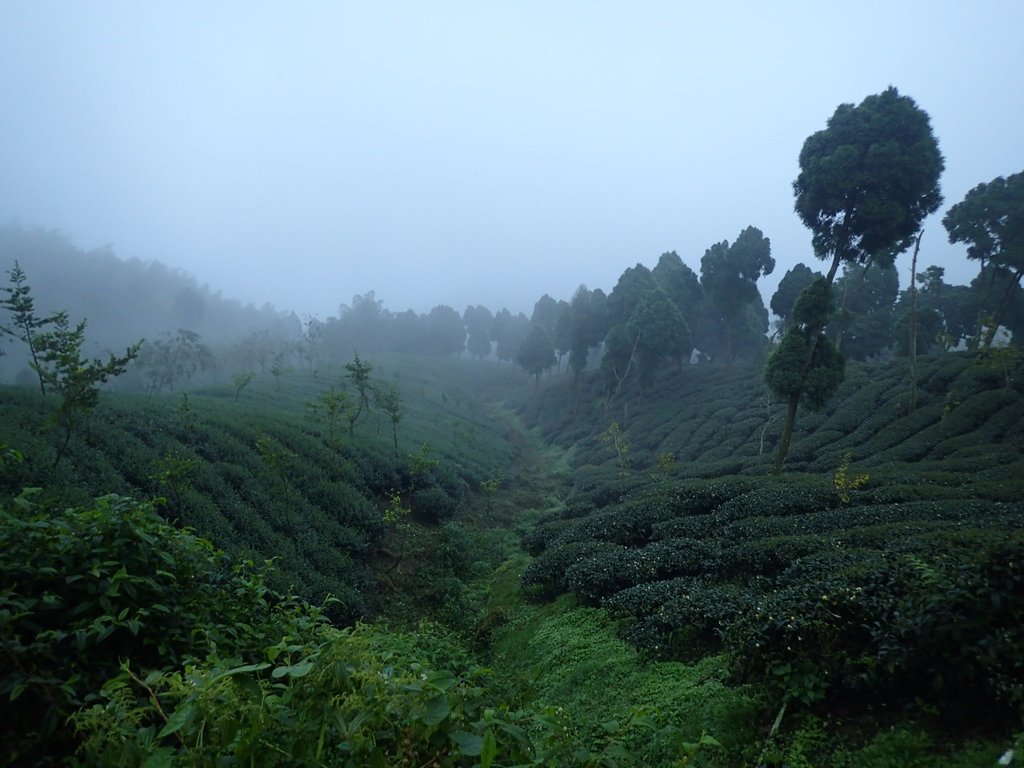 PA171010.JPG - 鹿谷  大崙山  霧中茶園之美(01)