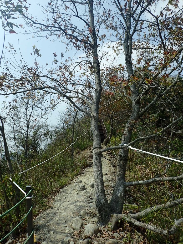 P3016064.JPG - 草屯平林  九九峰森林步道