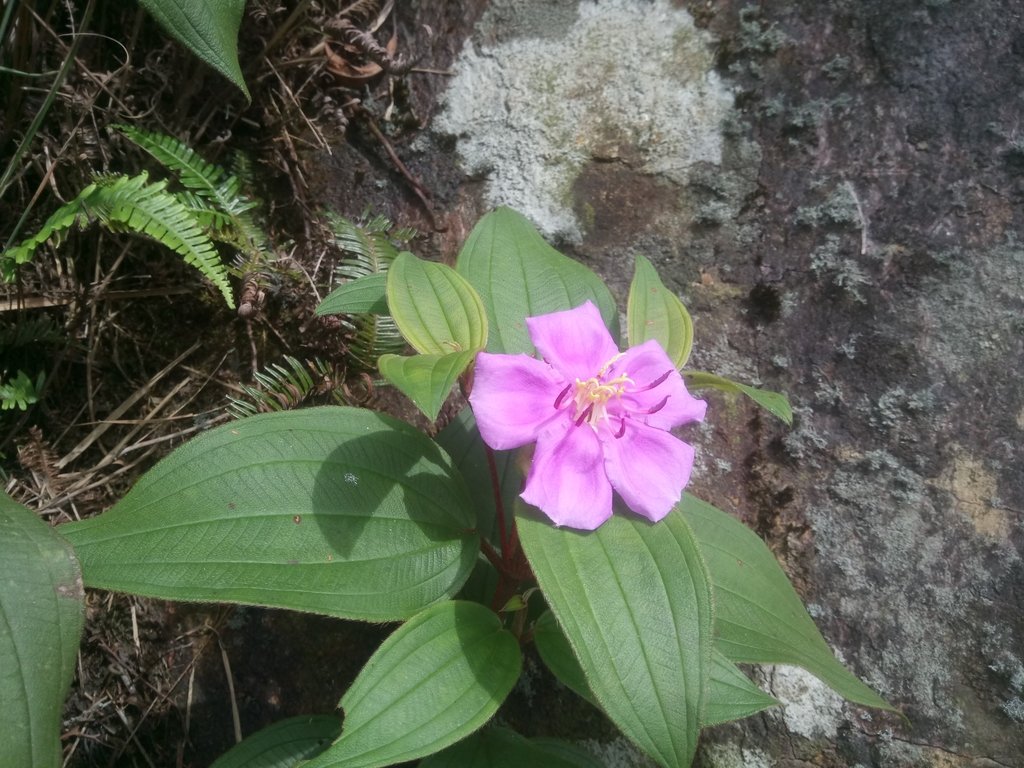 DSC_3371.JPG - 瑞芳  小金瓜山露頭