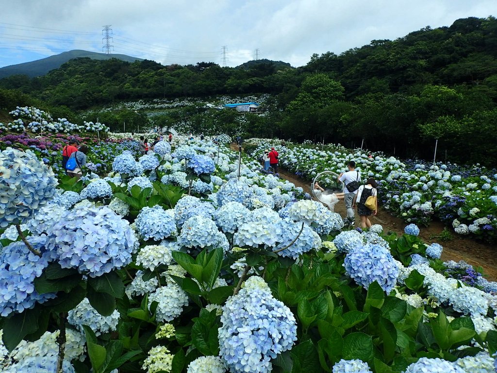 P5303918.JPG - 萬里  高家繡球花田