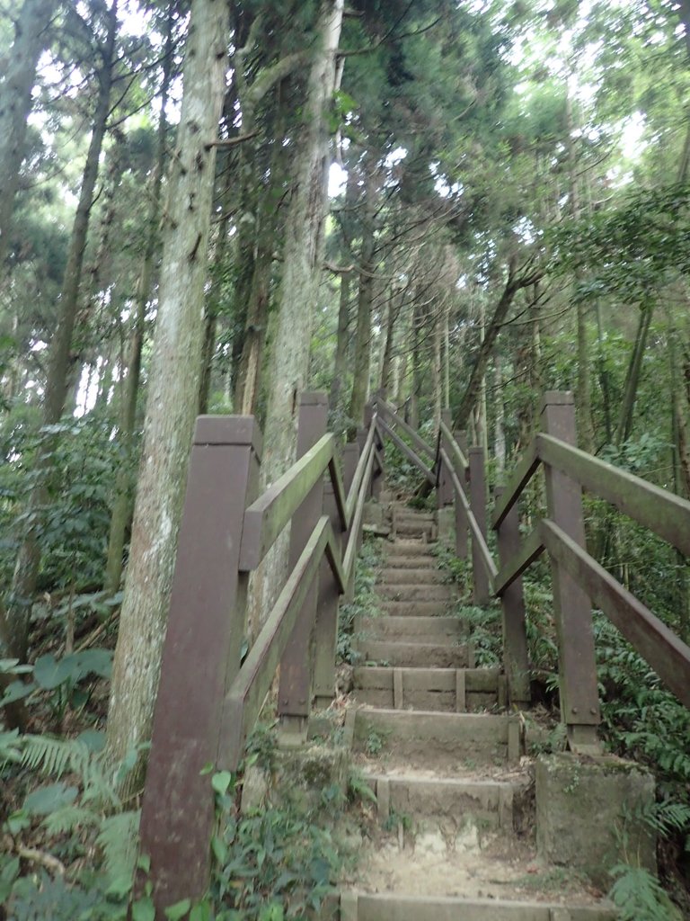 P9108433.JPG - 新竹  五指山登山步道