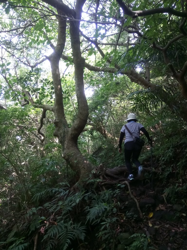 DSC_6895.JPG - 觀音山之  北橫古道