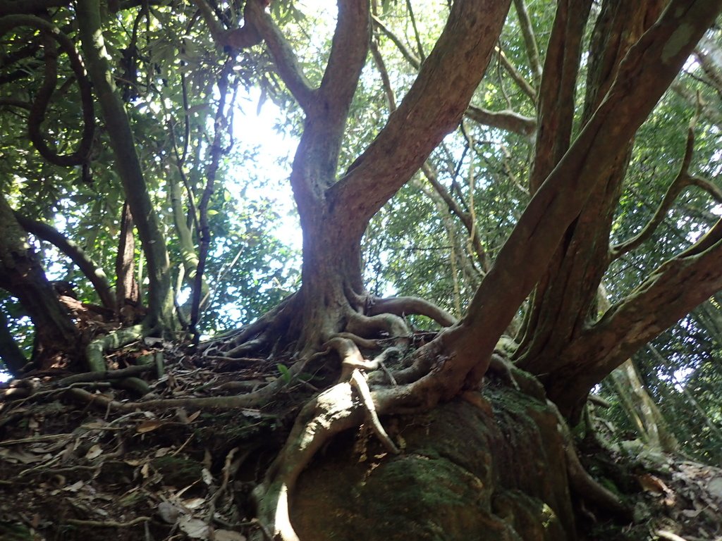 PA040453.JPG - 魚池  大尖山登山步道