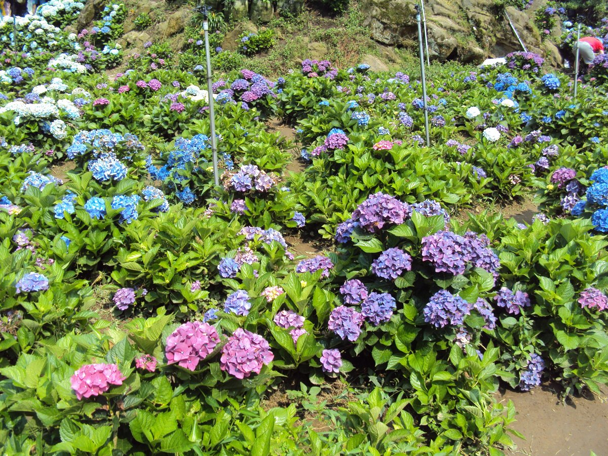 DSC08439.JPG - 水車寮  高家繡球花園