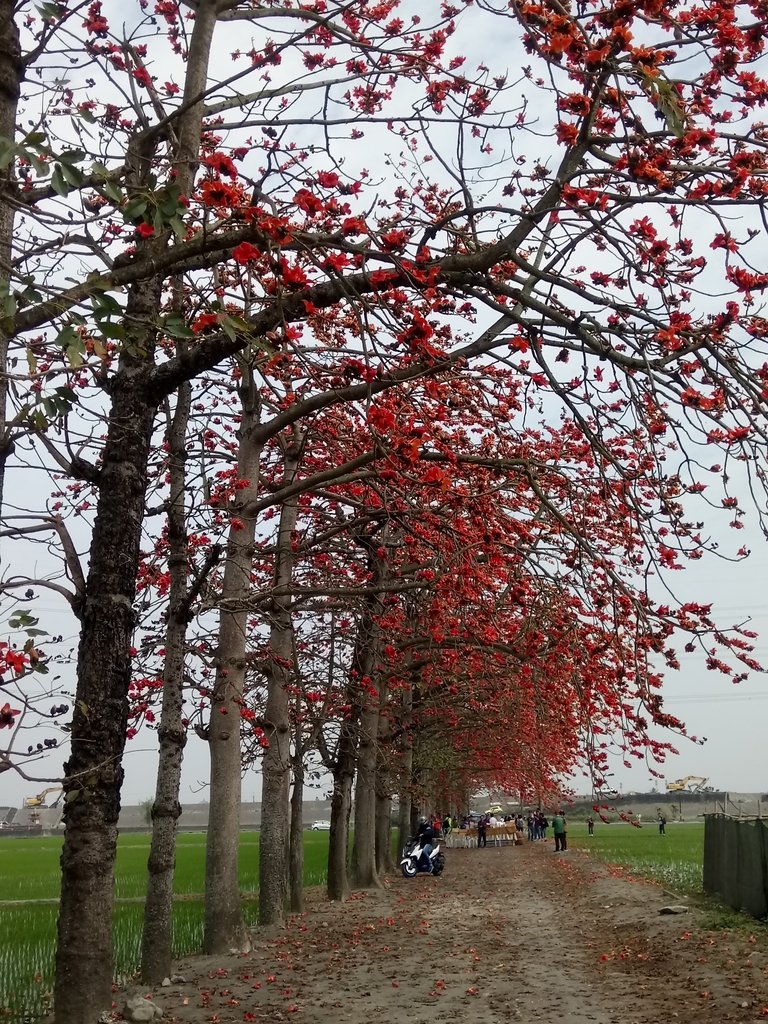 DSC_8381.JPG - 竹塘  田頭  木棉花道