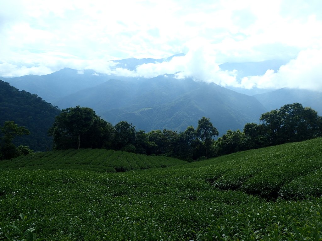 P8156562.JPG - 武界茶園  (02)