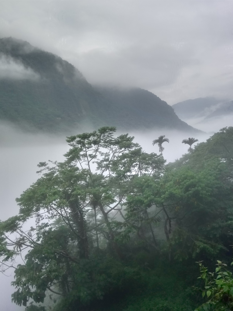 DSC_1147.JPG - 古坑  草嶺  雲山繚繞