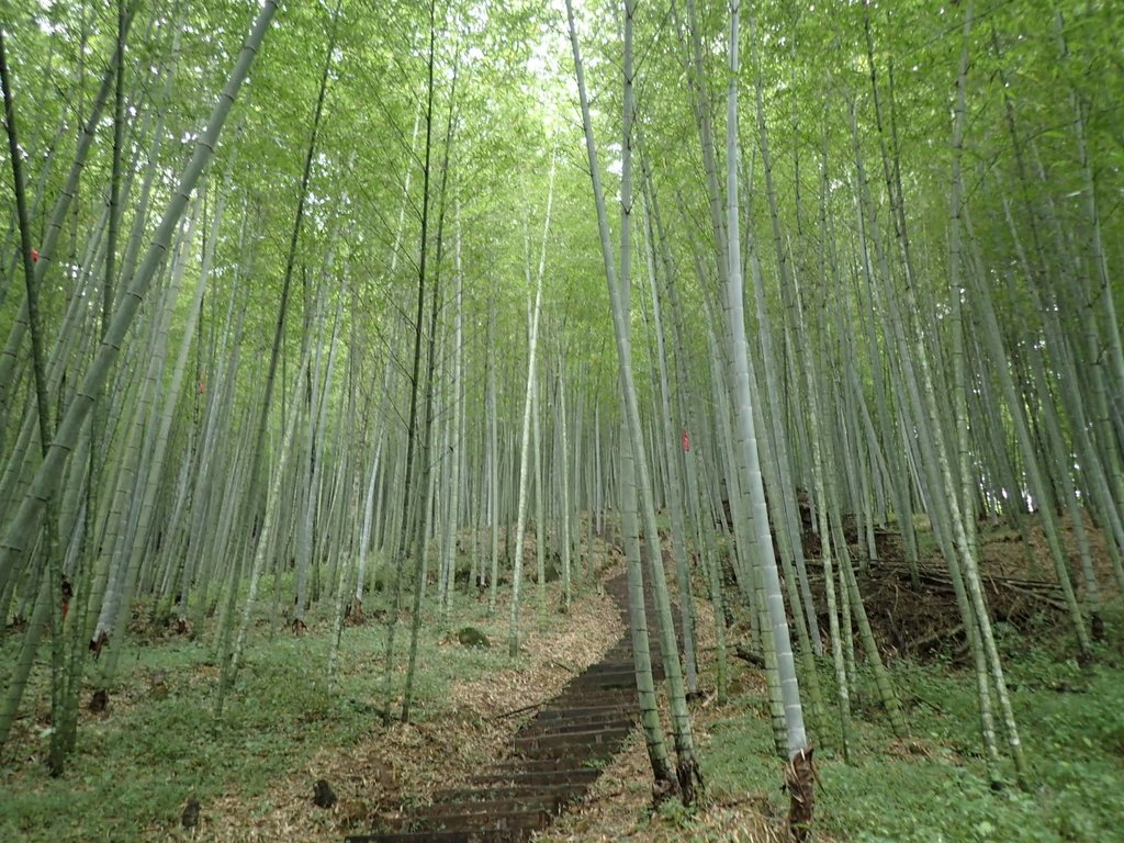 PA231675.JPG - 石壁山  嘉南雲峰步道