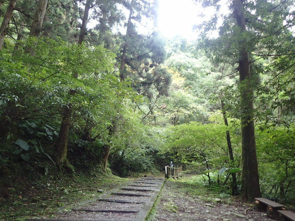 PC156044.JPG - 東眼山  東滿步道