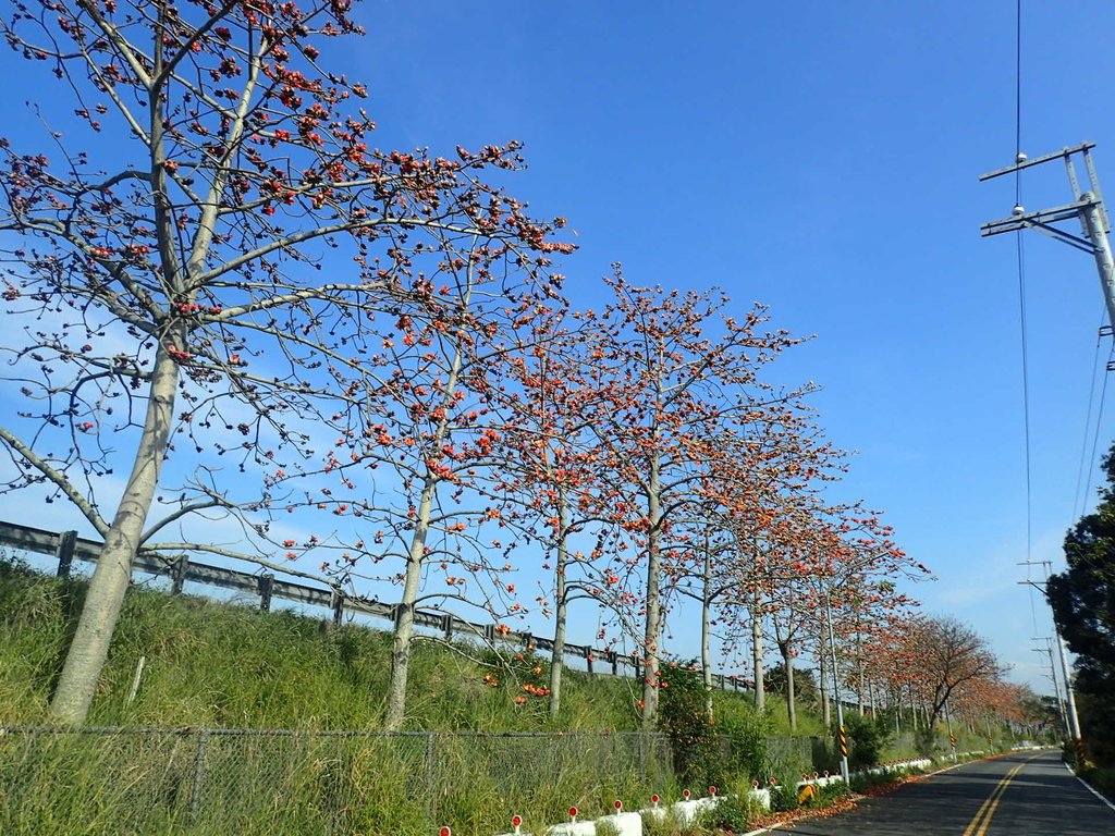 P3036261.JPG - 清水  大田產要道路  木棉花