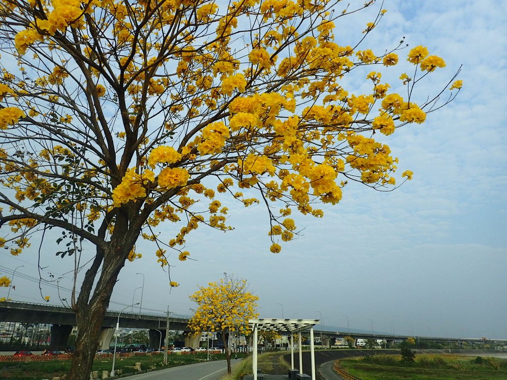 P3066324.JPG - 南投  貓羅溪畔  黃花風鈴木