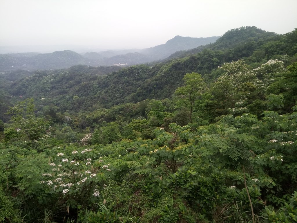 DSC_5054.JPG - 南庄  細湖頂  桐花山林