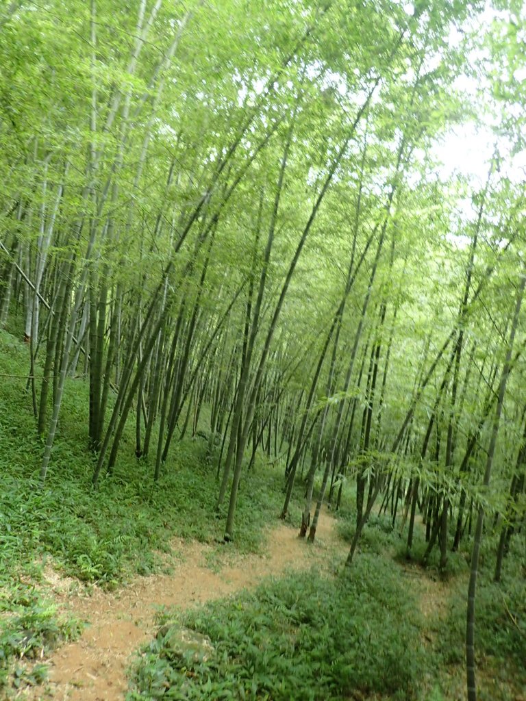 P7025048.JPG - 大溪  金面山登山步道