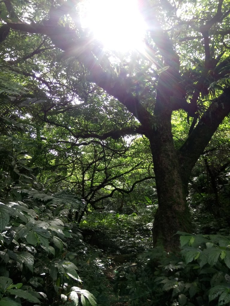 DSC_2980.JPG - 大溪  金面山登山步道