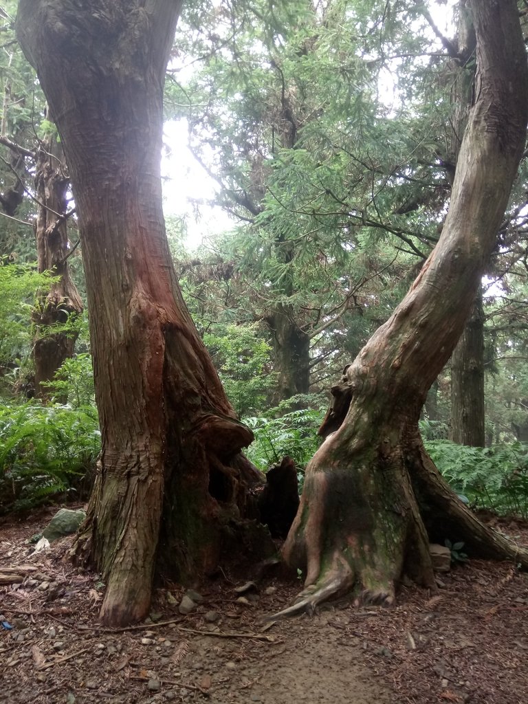 DSC_5264.JPG - 台中和平  長壽山登山步道  (下)