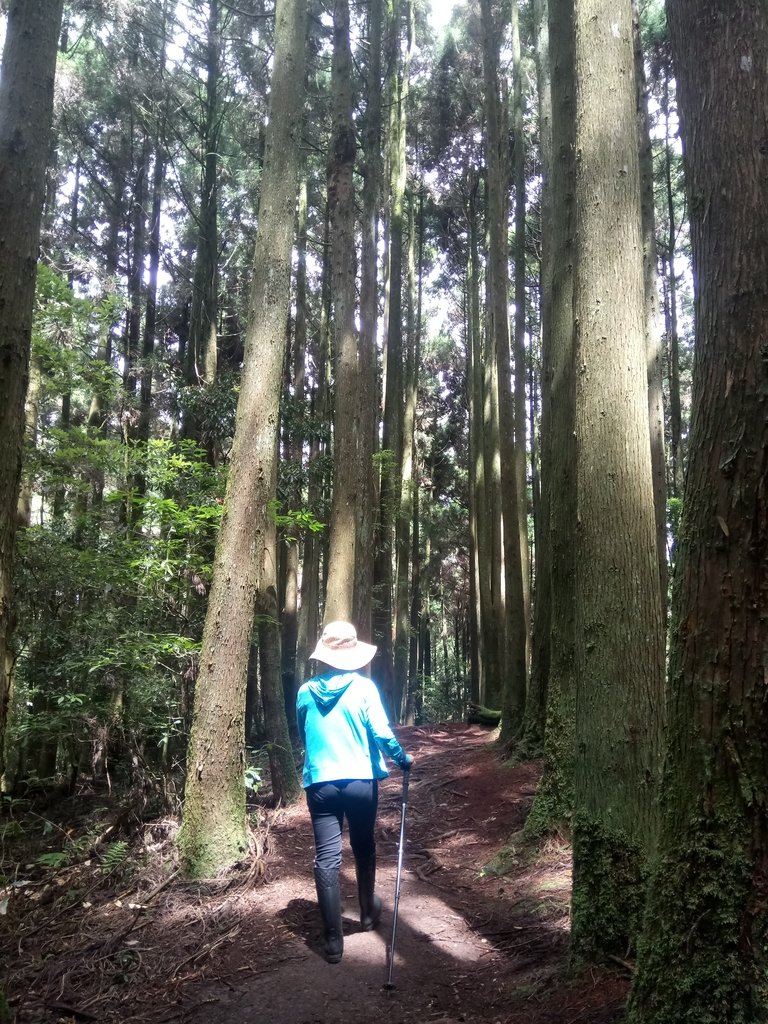 DSC_5250.JPG - 台中和平  長壽山登山步道  (下)