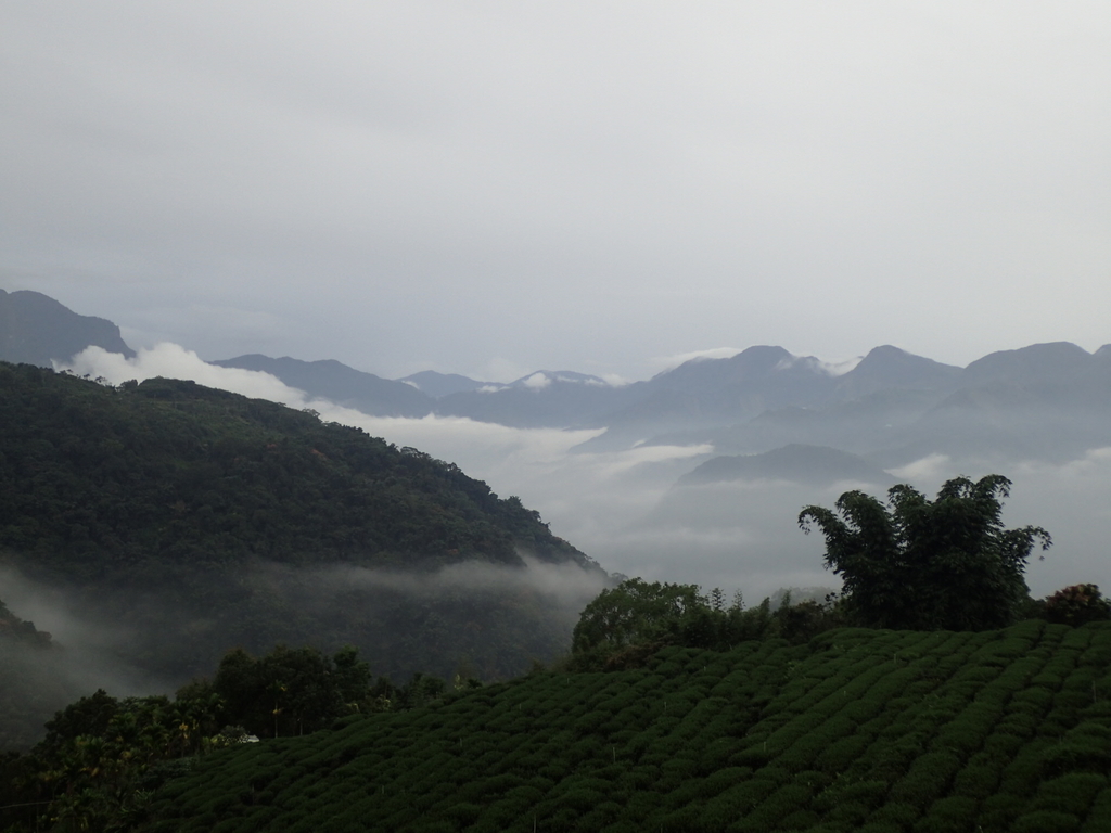 PA231894.JPG - 石壁途中之   茶山雲雨