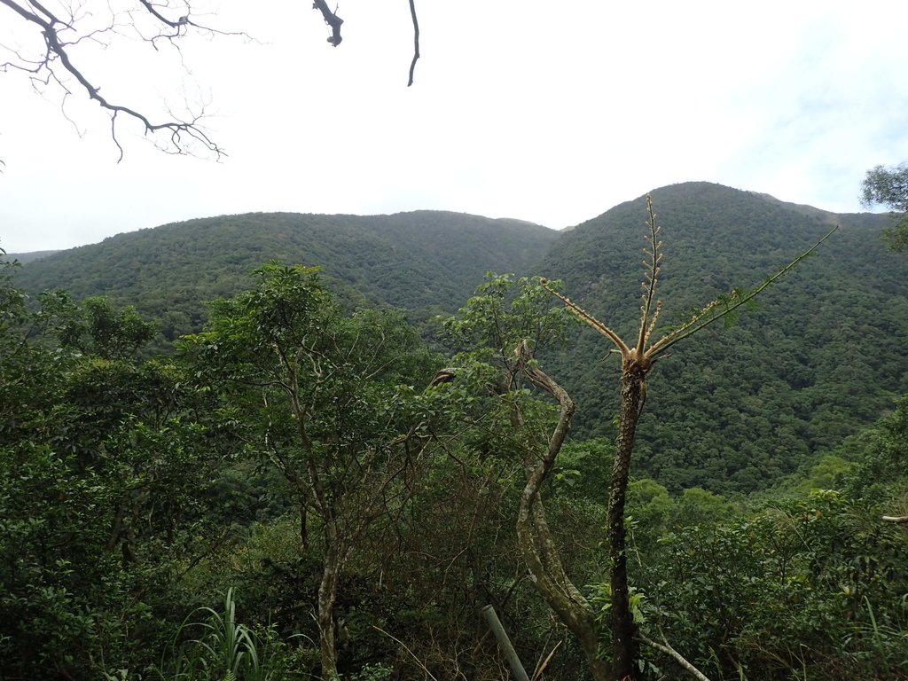 PB158999.JPG - 礁溪  聖母登山步道  (抹茶山)