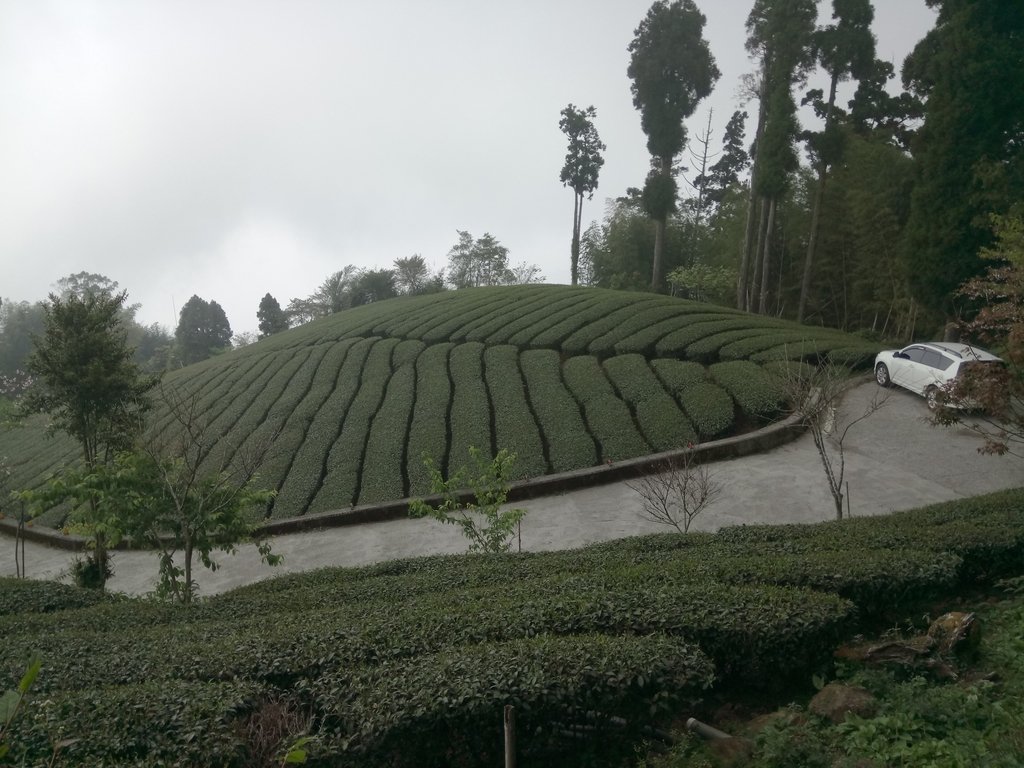 DSC_1474.JPG - 阿里山  頂石卓茶園之美