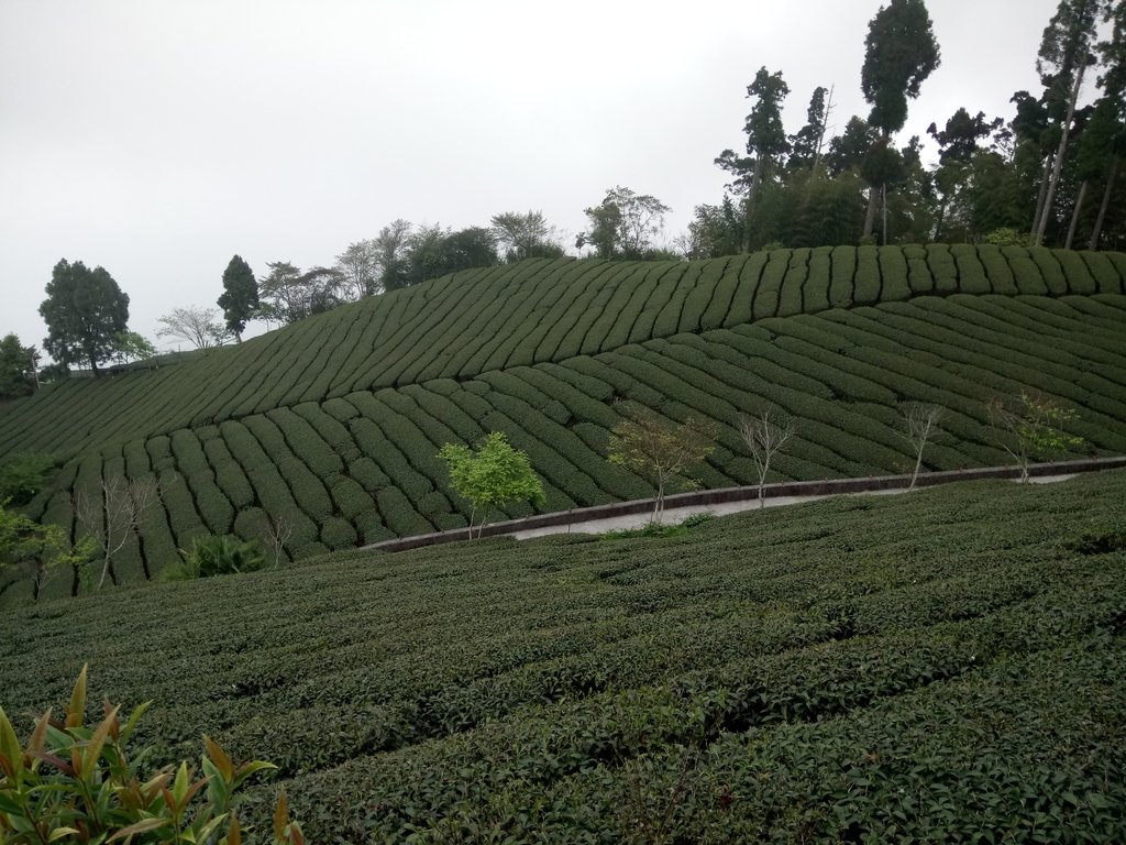 DSC_1478.JPG - 阿里山  頂石卓茶園之美