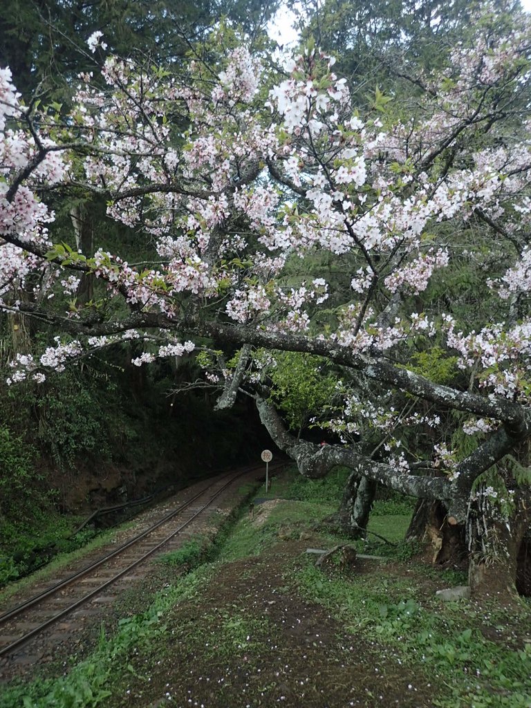 P3268024.JPG - 阿里山  沼平公園  賞櫻