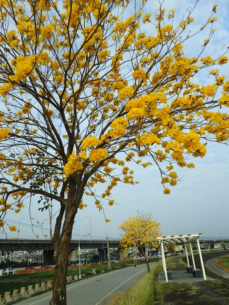 P3066326.JPG - 南投  貓羅溪畔  黃花風鈴木