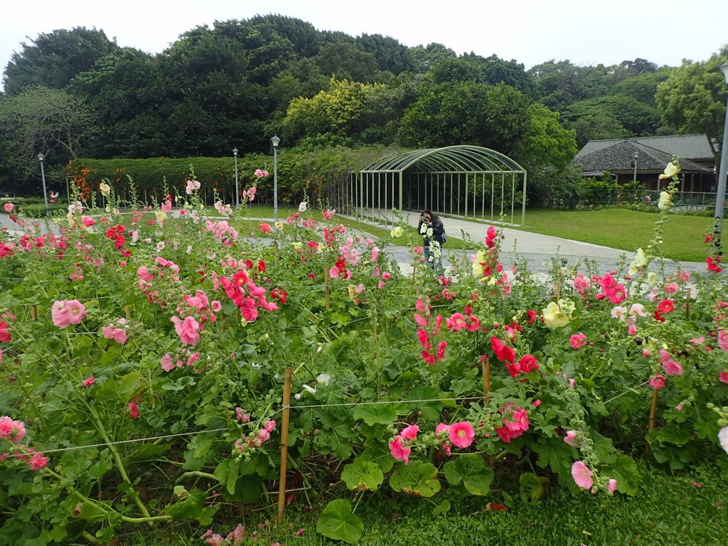 P3116887.JPG - 花博公園  蜀葵花季