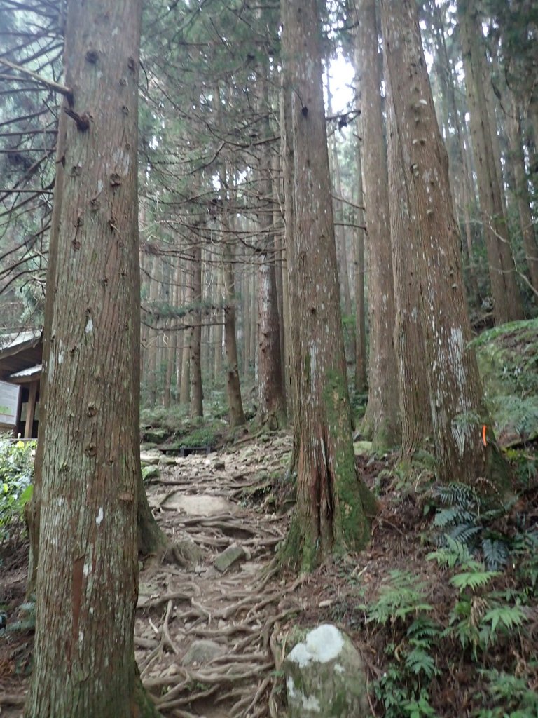 P2034968.JPG - 南庄  加里山  森林鐵道