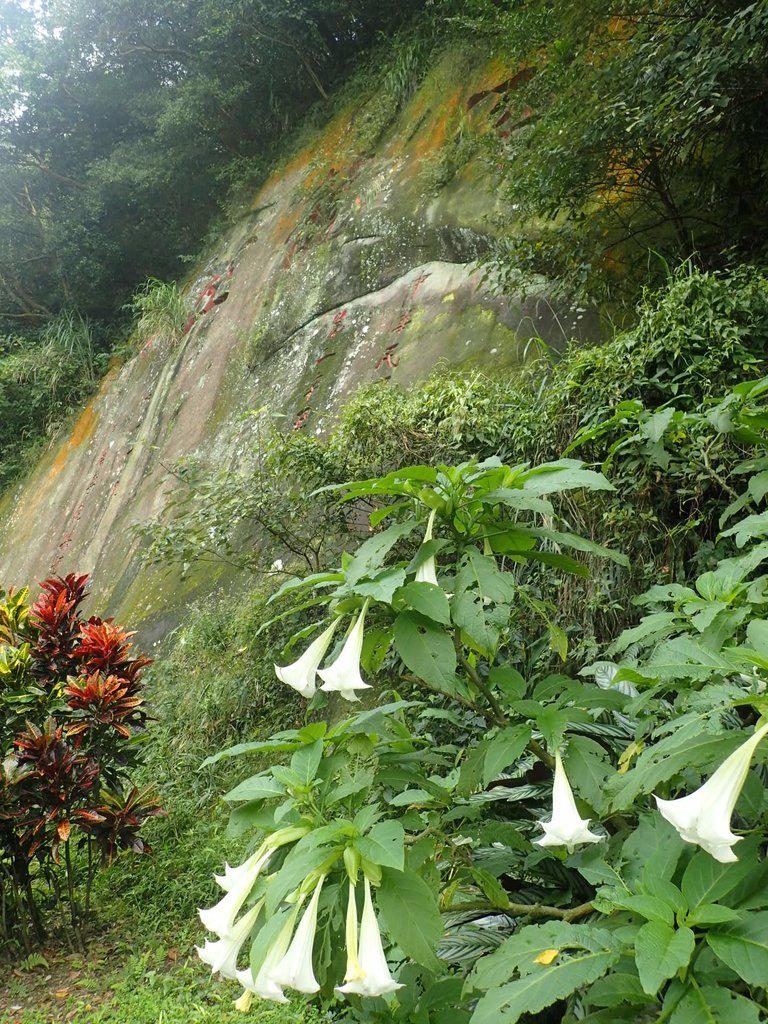 P2145364.JPG - 瑞芳  白象山(弘明山) 未竟