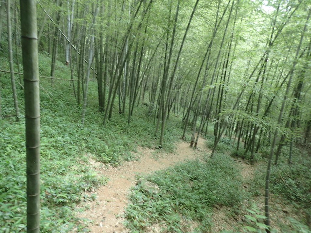 P7025047.JPG - 大溪  金面山登山步道