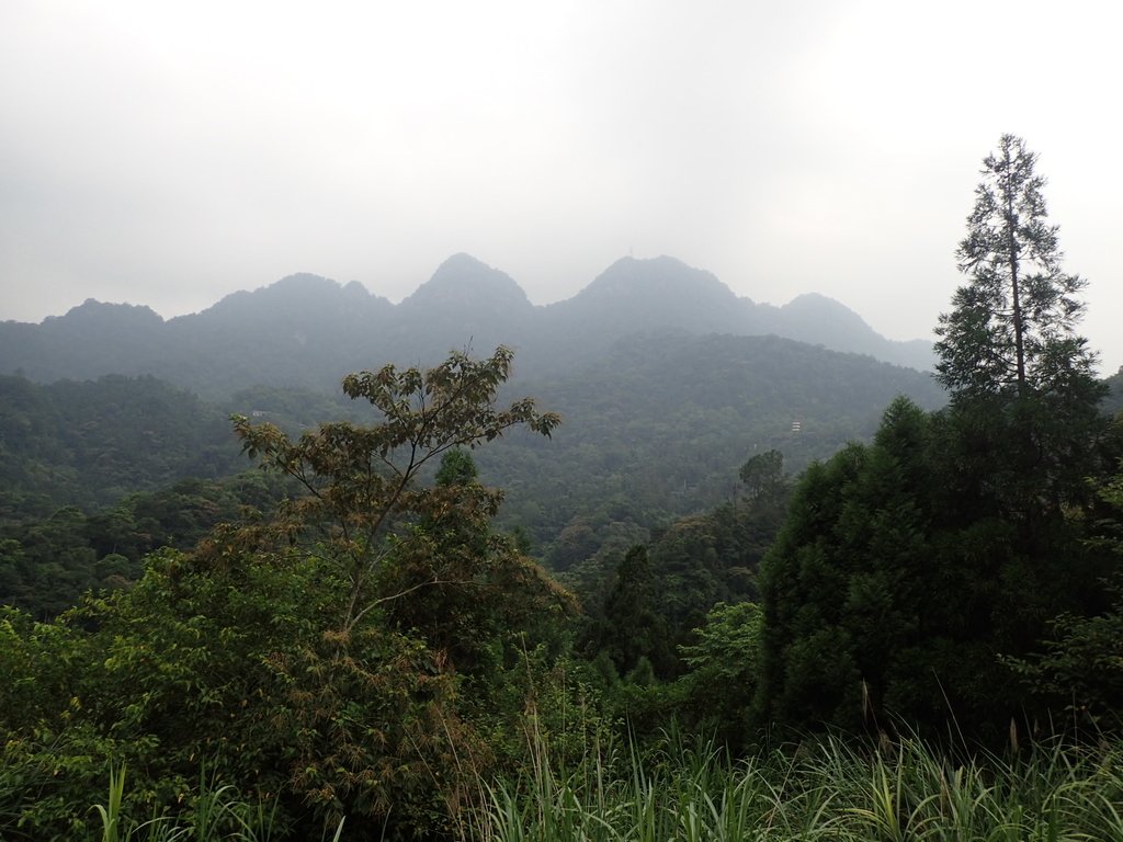 P9108443.JPG - 新竹  五指山登山步道