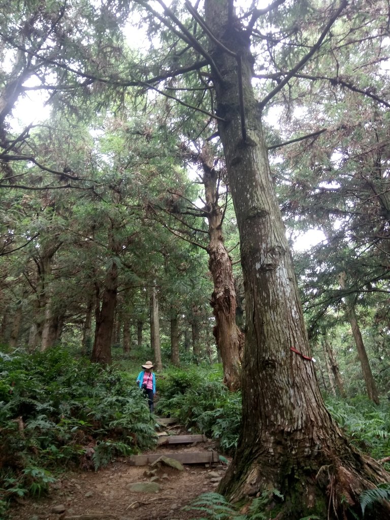 DSC_5266.JPG - 台中和平  長壽山登山步道  (下)