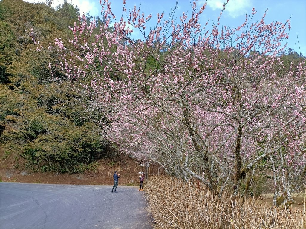 IMG20210205130250.jpg - 竹山  杉林溪森林遊樂園  路過