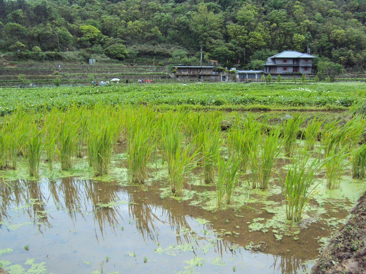 DSC05254.JPG - 竹子湖  白色鳶尾花