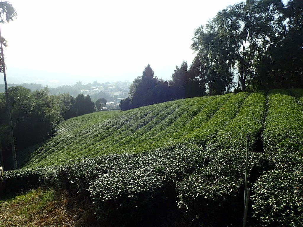 PB225308.JPG - 竹山  山坪頂茶園