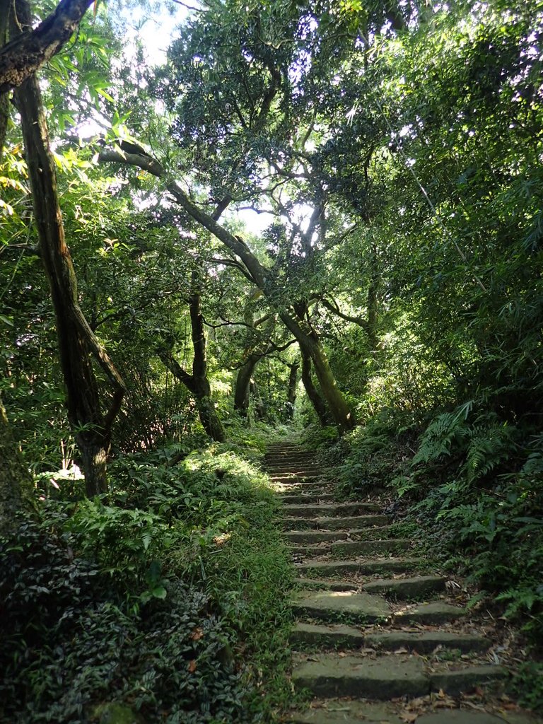 P9238170.JPG - 北投  面天山  向天湖步道