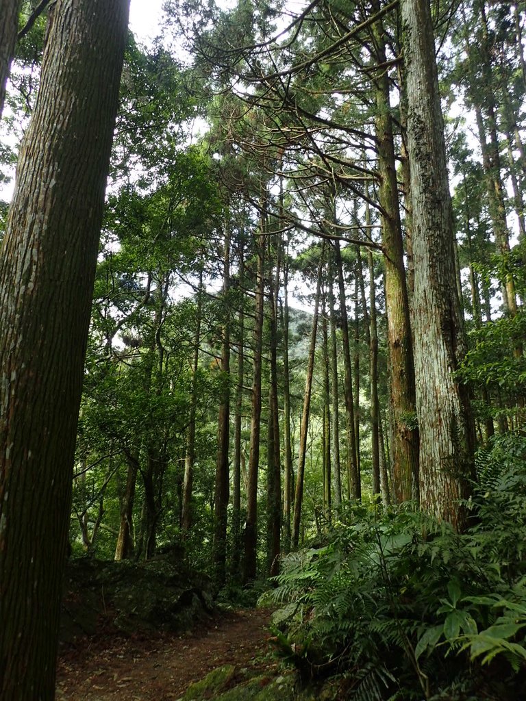 PB257607.JPG - 復興  東滿步道