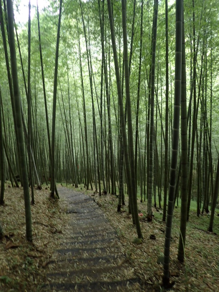 PA231687.JPG - 石壁山  嘉南雲峰步道