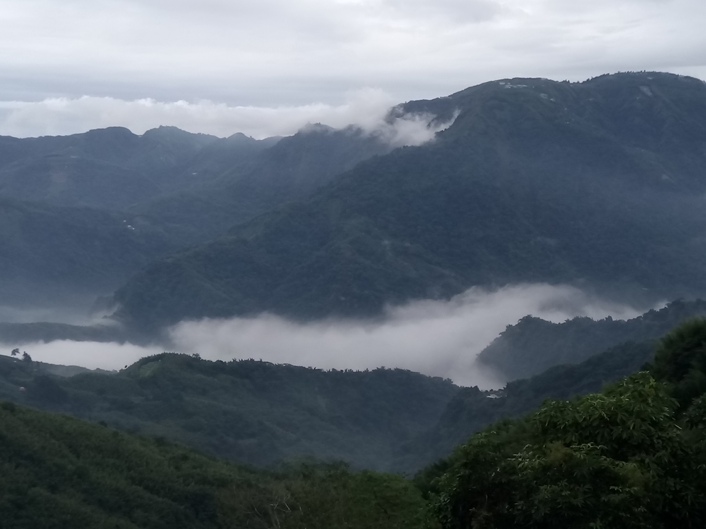 DSC_1306.JPG - 往三層坪途中之  茶園景致