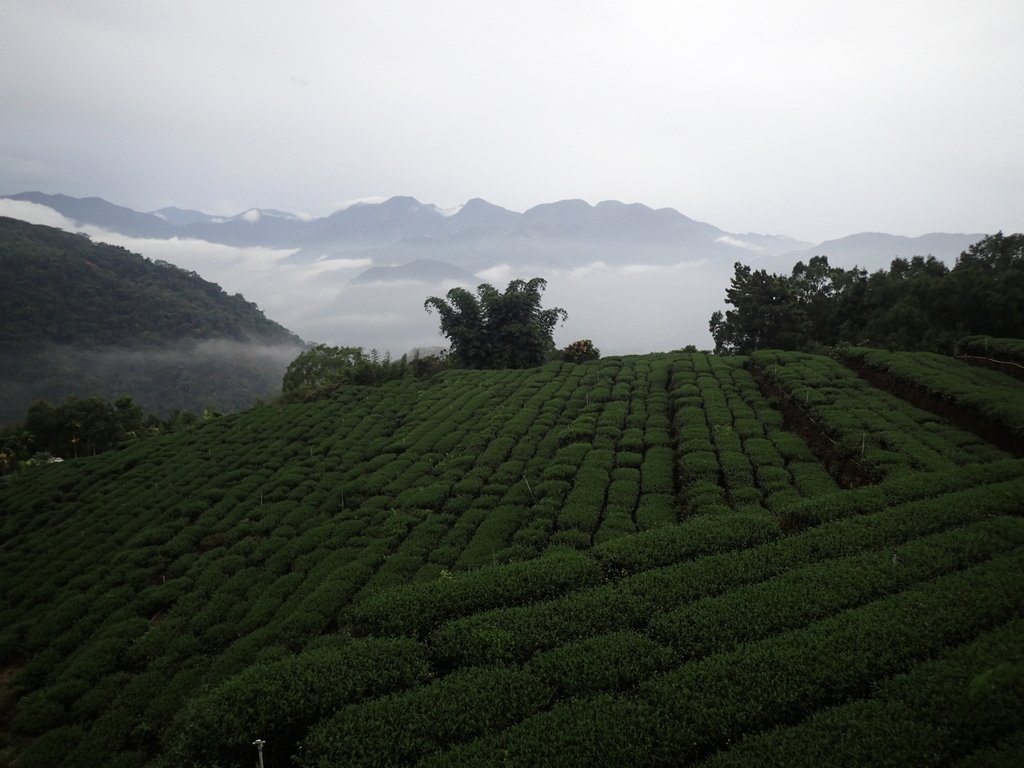 PA231902.JPG - 石壁途中之   茶山雲雨