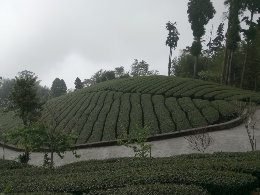 DSC_1475.JPG - 阿里山  頂石卓茶園之美